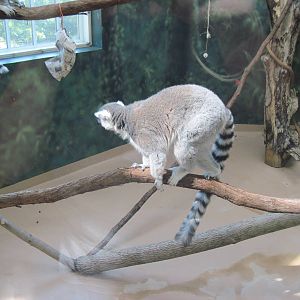 Discovery Barn-Lemur