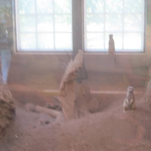 Discovery Barn-Meerkats