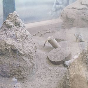 Discovery Barn-Meerkats