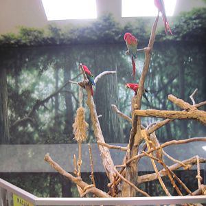 Discovery Barn-Macaws