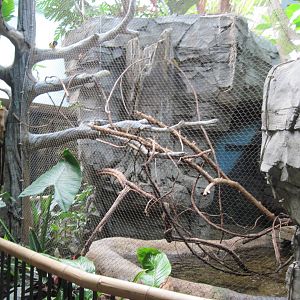 Tropics-Green Aracari Exhibit