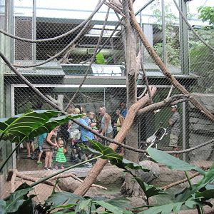 Tropics-Gibbon Exhibit