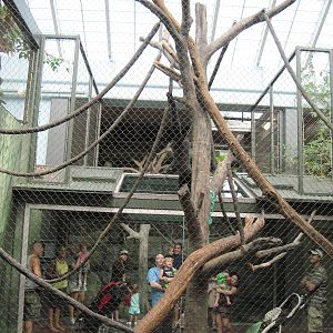 Tropics-Gibbon Exhibit