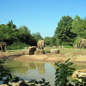 Africa-Elephant Exhibit