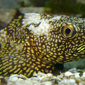 dark toadfish (Neophrynichthys latus)