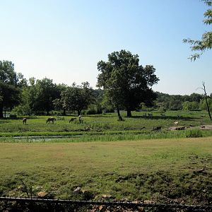 Africa-Plains Exhibit