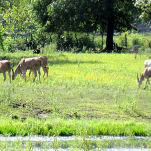 Africa-Eland