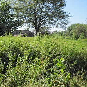 Africa-Cheetah Exhibit