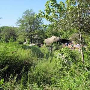 Africa-Cheetah Exhibit