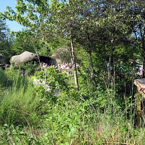 Africa-Cheetah Exhibit