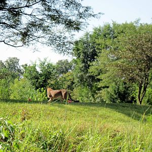 Africa-Cheetah