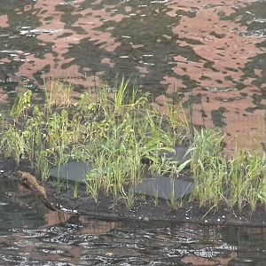 Floating Wetlands
