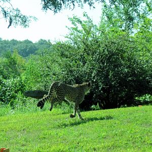 Africa-Cheetah