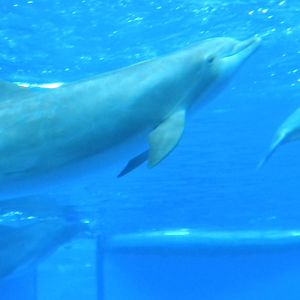 Atlantic Bottlenose Dolphins