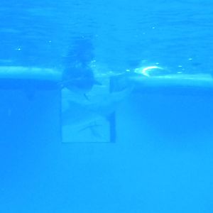 Atlantic Bottlenose Dolphins