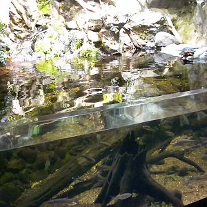 Maryland: Mountains to the Sea