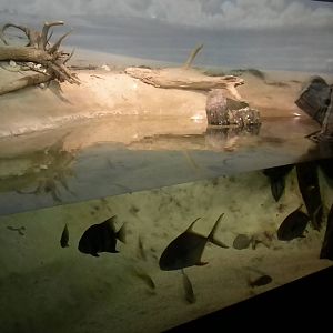 Maryland: Mountains to the Sea