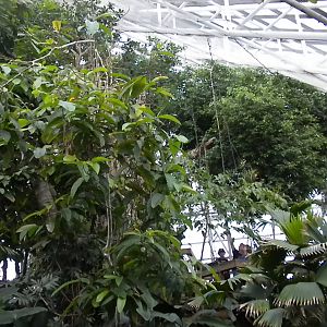Upland Tropical Rainforest