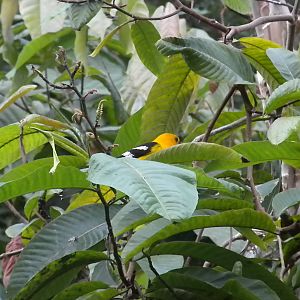 Upland Tropical Rainforest