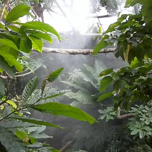 Upland Tropical Rainforest