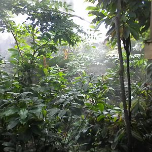 Upland Tropical Rainforest