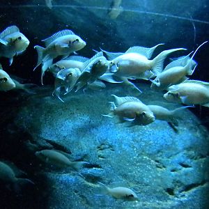 Surviving Through Adaptations Gallery - Evolving