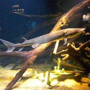 Surviving Through Adaptations Gallery - Surviving