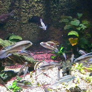 Surviving Through Adaptations Gallery