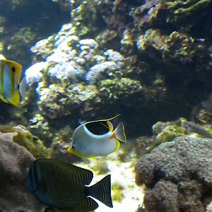 Surviving Through Adaptations Gallery - Occupying