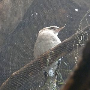 Animal Planet Australia: Wild Extremes - Kookaburra