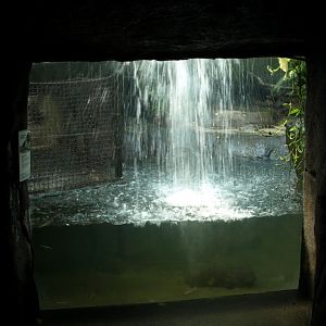 Randers Tropical Zoo - Asia Dome (Alligator viewing)