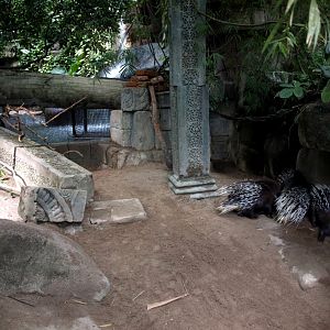 Randers Tropical Zoo - Asia Dome (Porcupine exhibit)