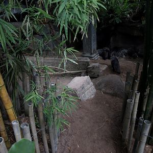 Randers Tropical Zoo - Asia Dome (Porcupine exhibit)
