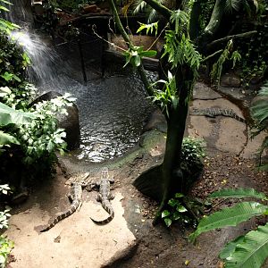 Randers Tropical Zoo - Asia Dome (Alligator exhibit)