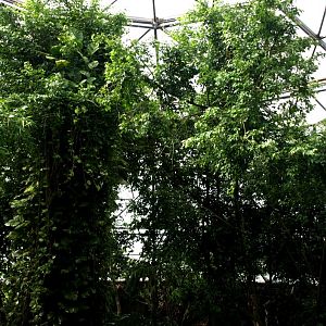 Randers Tropical Zoo - Asia Dome