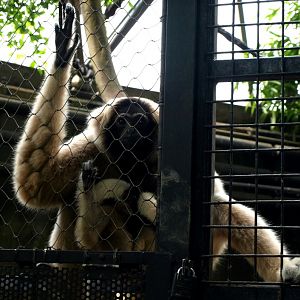Randers Tropical Zoo - Asia Dome (Pileated gibbon)