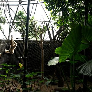 Randers Tropical Zoo - Asia Dome (Gibbon/otter exhibit)