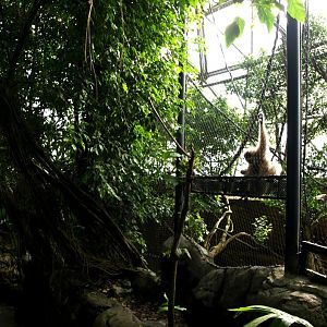 Randers Tropical Zoo - Asia Dome (Gibbon/otter exhibit)