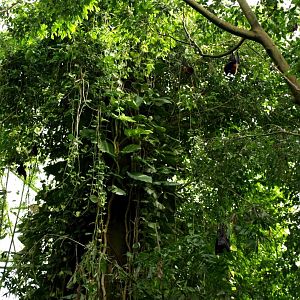 Randers Tropical Zoo - Asia Dome (Flying foxes)