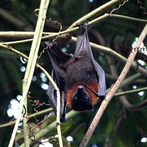 Randers Tropical Zoo - Asia Dome (Flying fox)