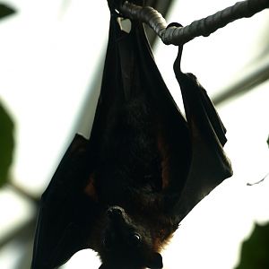 Randers Tropical Zoo - Asia Dome (Flying fox)