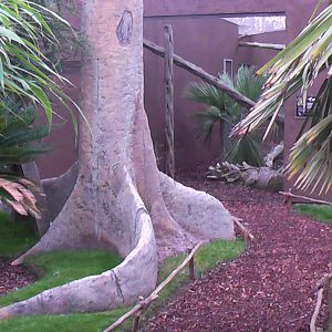 Decoration by Fossa Enclosure - RSCC August 2010
