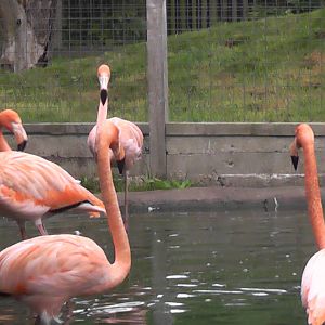 Flamingo - RSCC August 2010