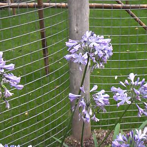 Flower - RSCC August 2010