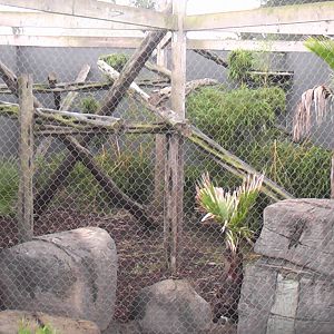 Clouded Leopard/Puma Enclosure - RSCC August 2010