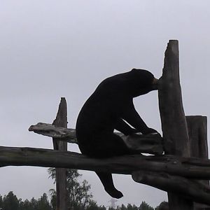 Sun Bear - RSCC August 2010