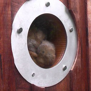 Bengal Slow Loris - RSCC August 2010