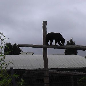 Sun Bear - RSCC August 2010