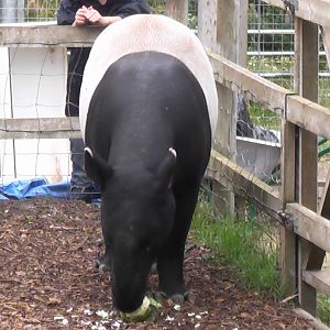 Malayan Tapir - RSCC August 2010