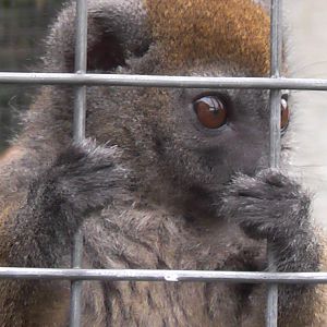 Gentle Lemur - RSCC August 2010